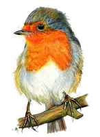 a robin red breast